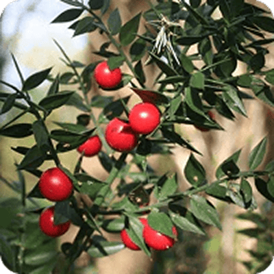 Butcher’s Broom