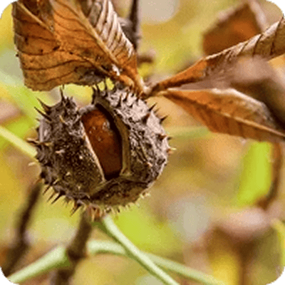 Horse Chestnut