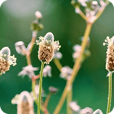 Soft Psyllium
